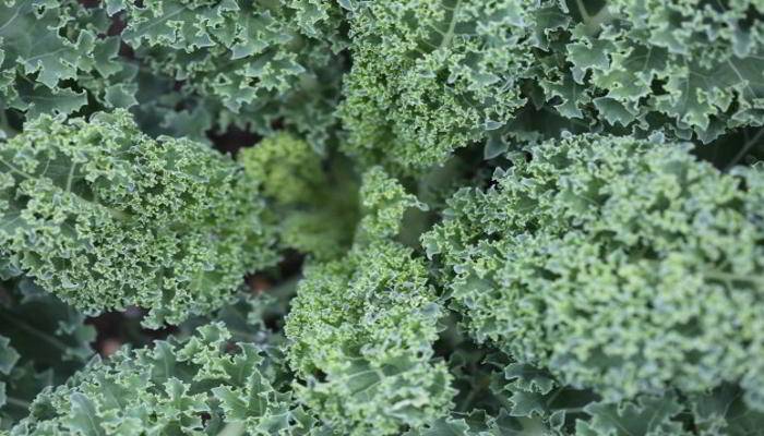 केल (काले) क्या है - What is Kale in Hindi