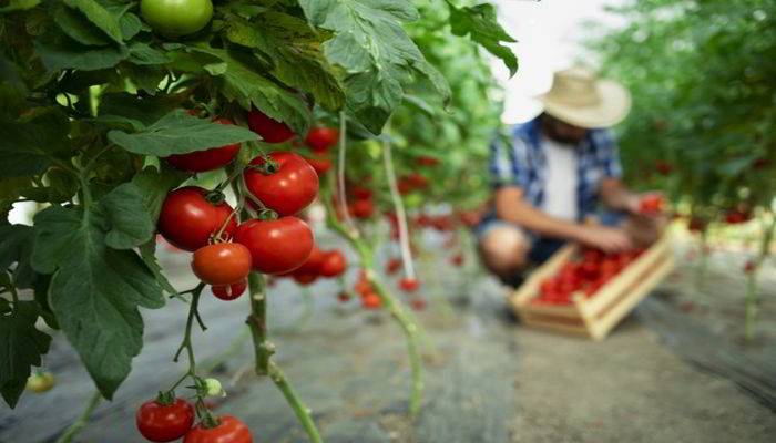 स्किन पर टमाटर के फायदे - Skin Benefits of Tomato in Hindi