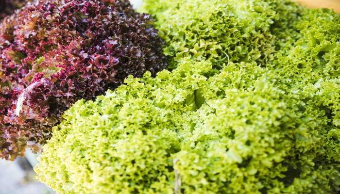 केल के नुकसान-  Side Effects of Kale in Hindi