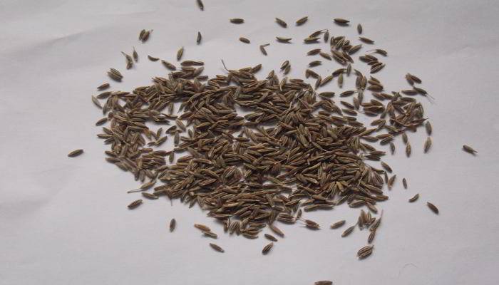 जीर के नुकसान - Side Effects of Cumin Seeds in Hindi