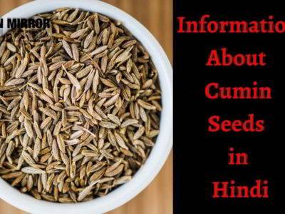 Cumin Seeds क्या है? जीरा खाने के 21 फायदे नुकसान और उपयोग