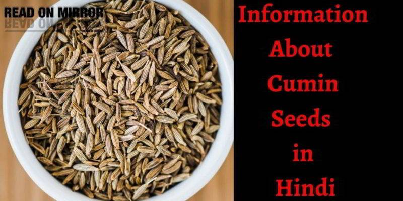 Cumin Seeds क्या है? जीरा खाने के 21 फायदे नुकसान और उपयोग