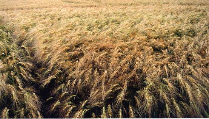 क्या है जौ - What is Barley Meaning in Hindi