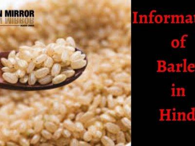 Barley क्या है? जौ खाने के 20 फायदे नुकसान और उपयोग। About Barley in Hindi
