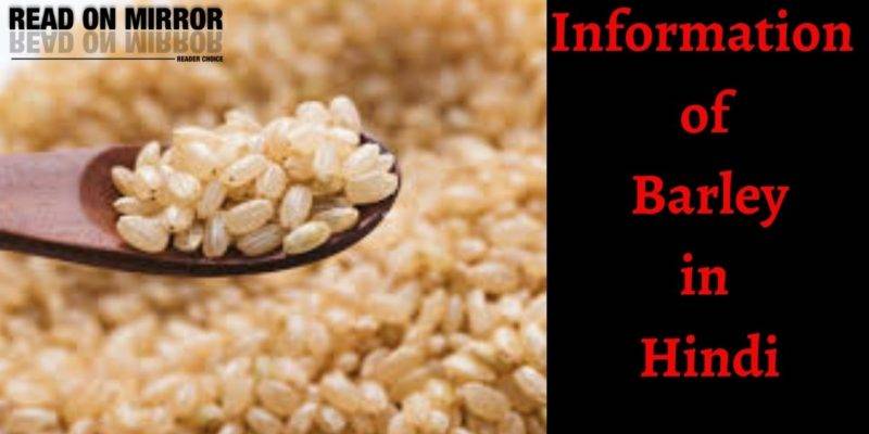 Barley क्या है? जौ खाने के 20 फायदे नुकसान और उपयोग। About Barley in Hindi