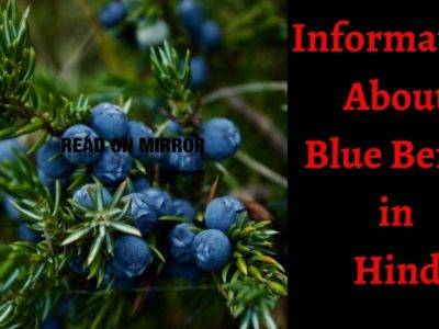 Blue Berries क्या है? नीलबदरी के 22 फायदे, नुकसान और उपयोग। About Blue Berry in Hindi