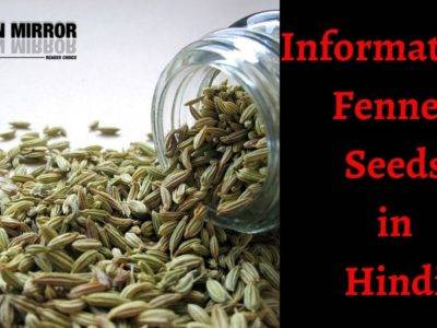 सौंफ खाने के 24 फायदे नुकसान और उपयोग। About Fennel Seeds in Hindi