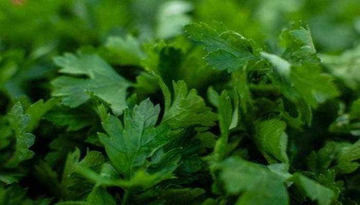 पार्सले के फायदे - Benefits of Parsley in Hindi