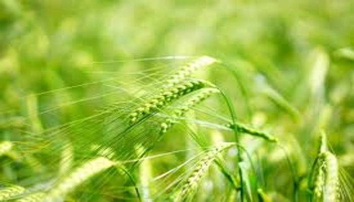 जौ के प्रकार - Types of Barley in Hindi