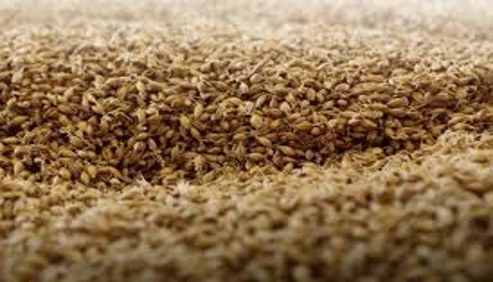 जौ खाने के फायदे - Barley (Jau) Benefits in Hindi