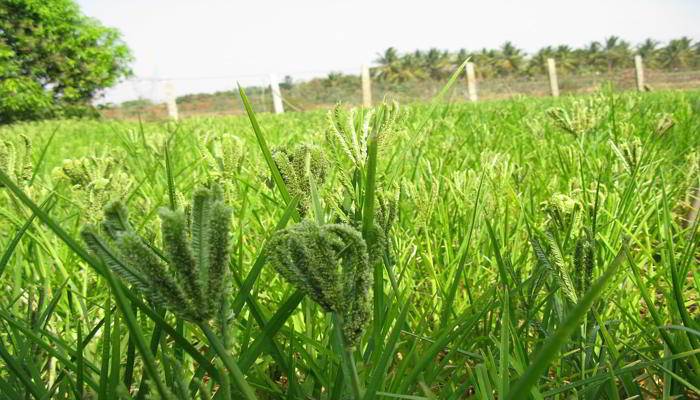 रागी का उपयोग - Uses of Ragi in Hindi 