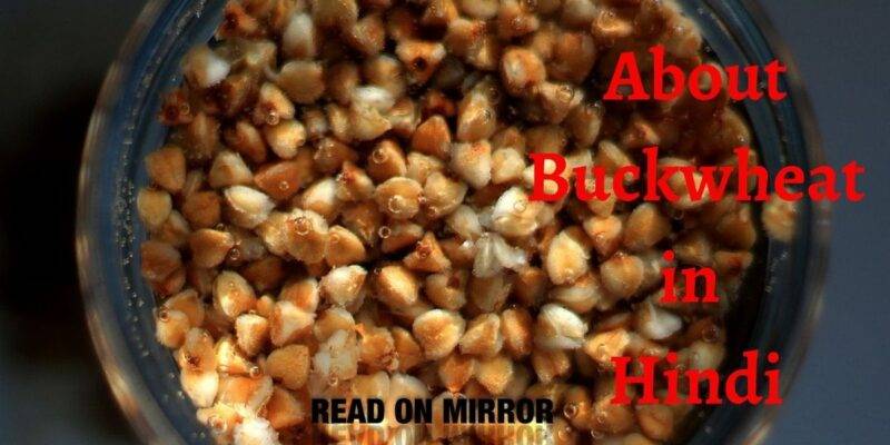 Buckwheat क्या है? कूटू का आटा खाने के फायदे और नुकसान। Buckwheat in Hindi