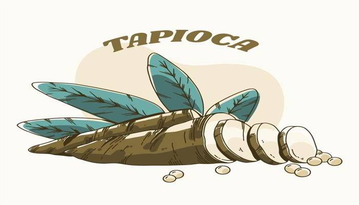 टैपिओका का क्या अर्थ है - What is Tapioca in Hindi Meaning