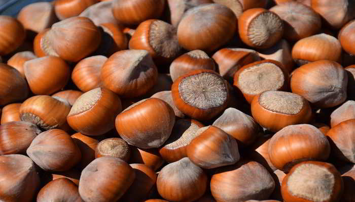 हेजलनट्स के नुकसान - Side Effects of Hazelnuts in Hindi 