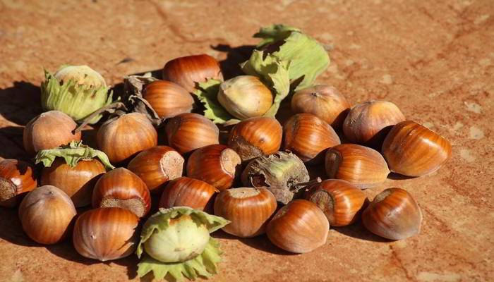 हेजलनट्स के पोषक तत्व - Nutrients of Hazelnuts in Hindi 