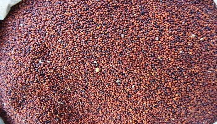 रागी के कुछ अन्य लाभ -Few More Benefits of Finger Millet (Ragi) in Hindi 