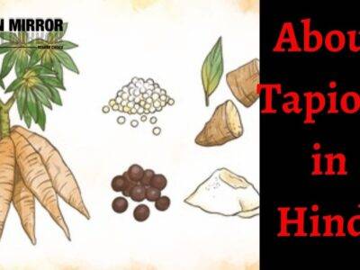 टैपिओका क्या है? Side effects and Benefits of Tapioca in Hindi