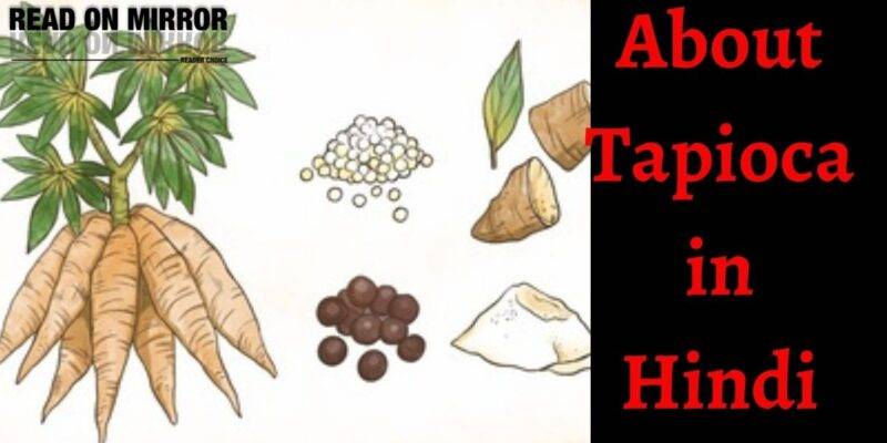 टैपिओका क्या है? Side effects and Benefits of Tapioca in Hindi