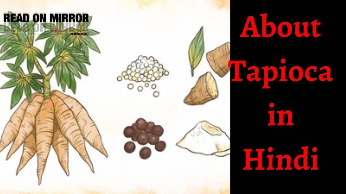 टैपिओका क्या है Side Effects And Benefits Of Tapioca In Hindi 9852