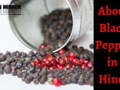 काली मिर्च के 19 फायदे और नुकसान। About Black Pepper in Hindi