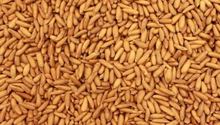 चिलगोजा क्या है - What is Pine Nuts Means in Hindi