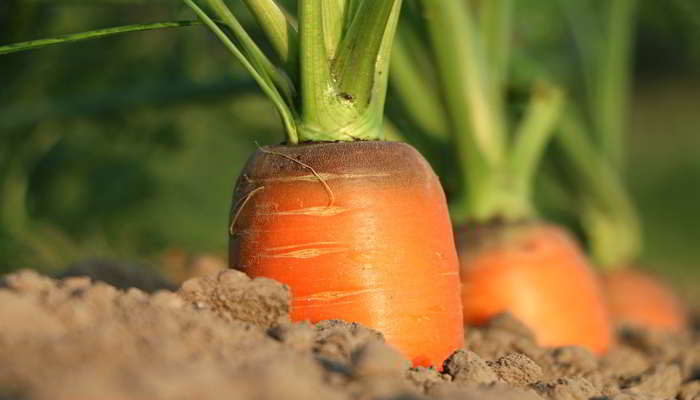 गाजर क्या है - What is Carrot in Hindi 