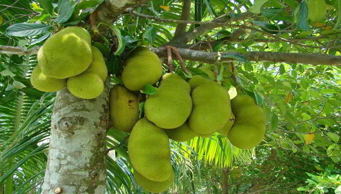 Jackfruit in Hindi 
