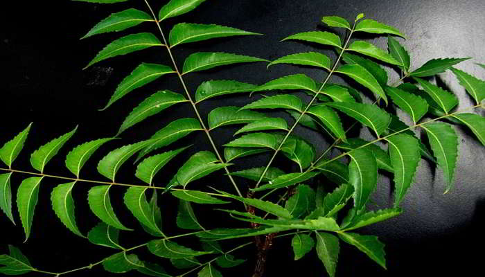  About Neem in Hindi.